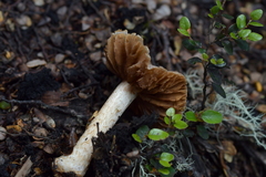 Cortinarius alboroseus