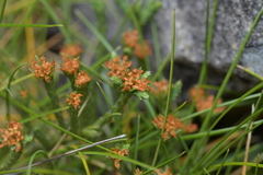 Kelleria multiflora