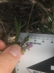 Polygala sphenoptera