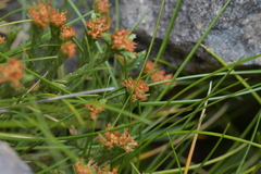Kelleria multiflora