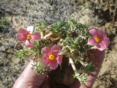 Oxalis hirta