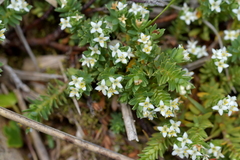 Kelleria laxa