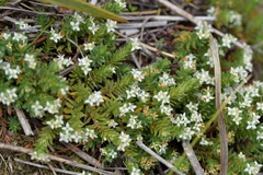 Kelleria laxa