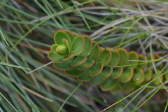Veronica decumbens