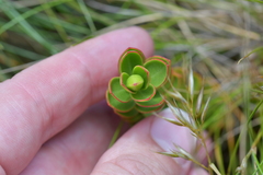 Veronica decumbens