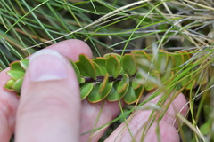 Veronica decumbens