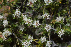 Pimelea oreophila