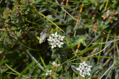 Pimelea oreophila
