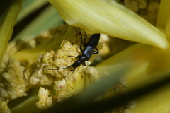 Selenopalpus cyaneus