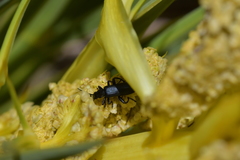 Selenopalpus cyaneus