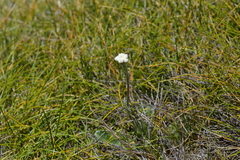 Craspedia uniflora