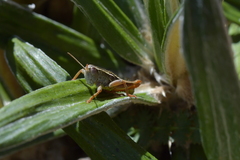 Brachaspis collinus