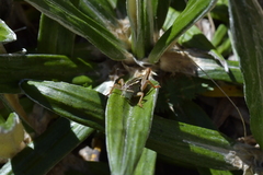 Brachaspis collinus