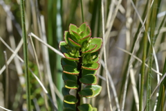 Veronica macrantha brachyphylla