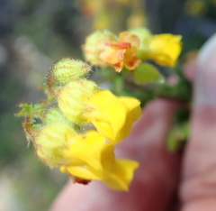 Hermannia cuneifolia