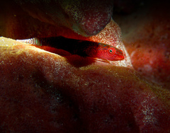 Cochleoceps bicolor