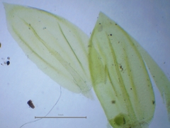 Scleropodium cespitans