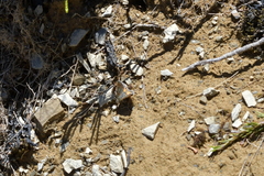 Paranotoreas brephosata