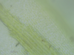 Scleropodium cespitans