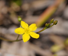 Ornduffia umbricola