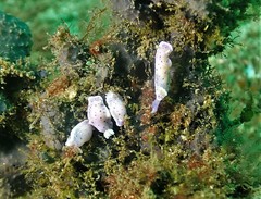 Goniobranchus thompsoni