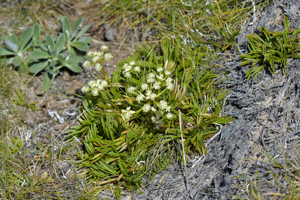 Aciphylla monroi (Aciphylla monroi)