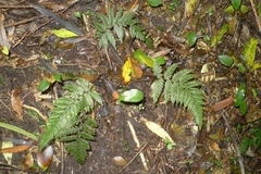 Leptolepia novae-zelandiae