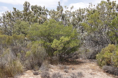 Phylica oleifolia