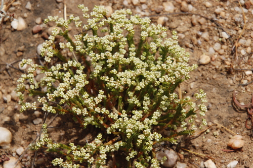 Image of Psammotropha quadrangularis by (c) Tony Rebelo, some rights reserved (CC BY-SA)