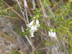 Epacris obtusifolia
