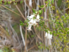 Epacris obtusifolia