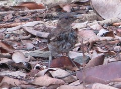 Turdus olivaceofuscus