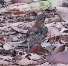 Turdus olivaceofuscus