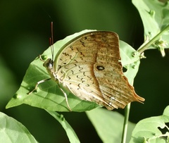 Charaxes fulvescens senegala