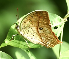 Charaxes fulvescens senegala