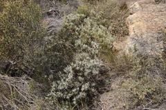 Leucadendron meyerianum