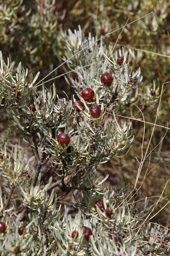 Image of Leucadendron meyerianum by (c) Tony Rebelo, some rights reserved (CC BY-SA)