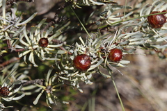 Leucadendron meyerianum