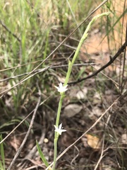 Oxygonum dregeanum