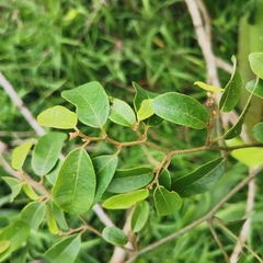 Monanthotaxis caffra