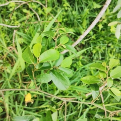 Monanthotaxis caffra