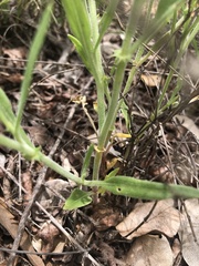 Oxygonum dregeanum