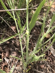 Oxygonum dregeanum