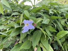 Thunbergia laurifolia
