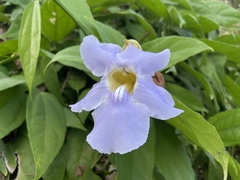 Thunbergia laurifolia