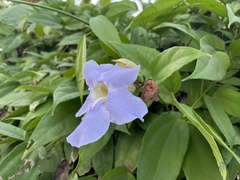 Thunbergia laurifolia