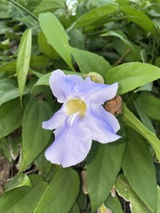 Thunbergia laurifolia