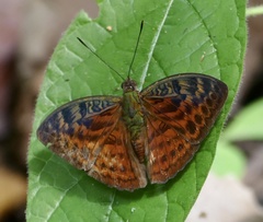 Bebearia tentyris