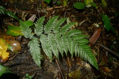 Leptolepia novae-zelandiae