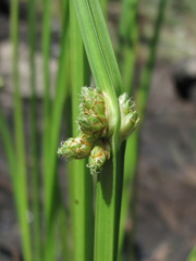 Schoenoplectus triqueter